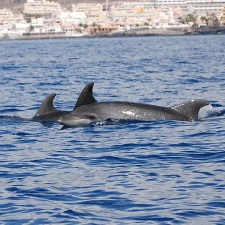 Hotel apartamentowy 1 Costa Del Silencio